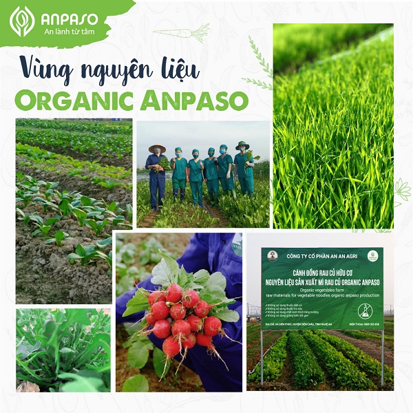 Mì Ăn dặm Cải Bó Xôi Organic Anpaso